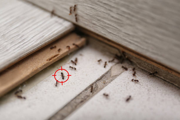 Best Best Pest Control Companies  in Leonia, NJ